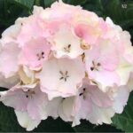 My Beautiful Chinoc Pink