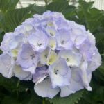 My Beautiful Chinoc Blue