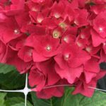  Hydrangea Macrophylla “Red Ball”