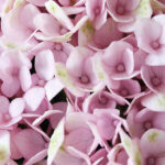 Hydrangea Revolution XXL 2 ani