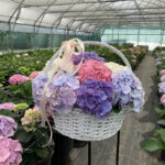 Coș “Culori vibrante”